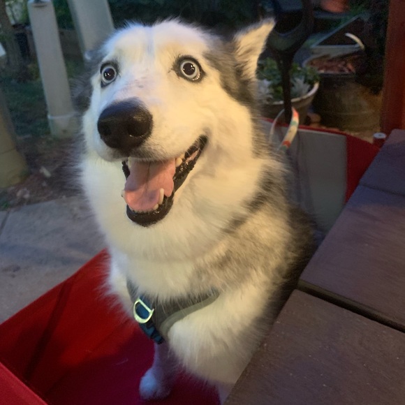 Meet your Posher, Danielle! - Picture 5 of 5